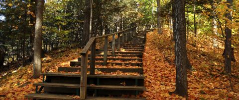 fall colours at Kortright Centre