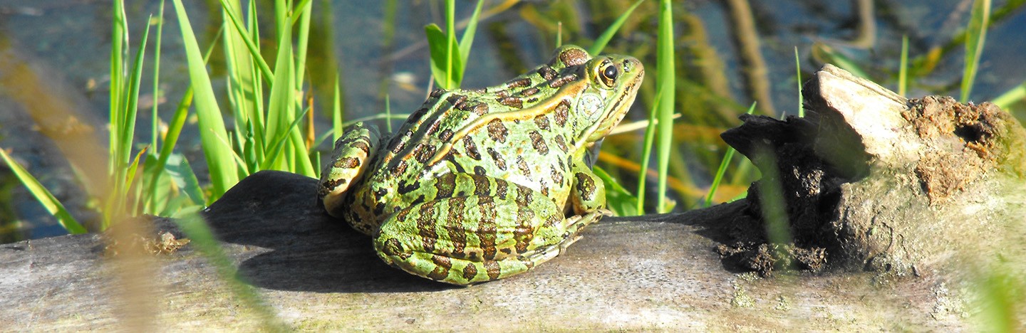 leopard frog