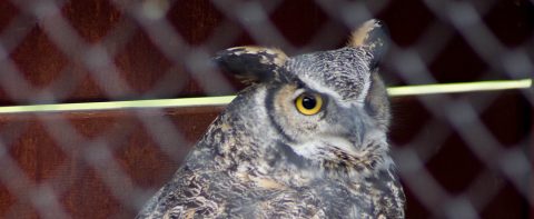 owl at Kortright Centre