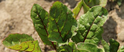 beets grow in field at Kortright organic farm