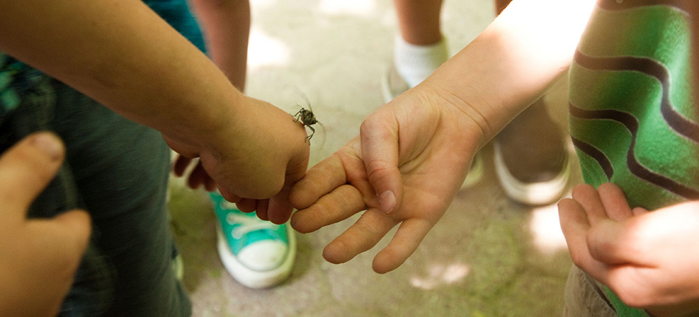 bug rests on hand