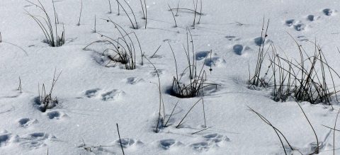 animal tracks in the snow