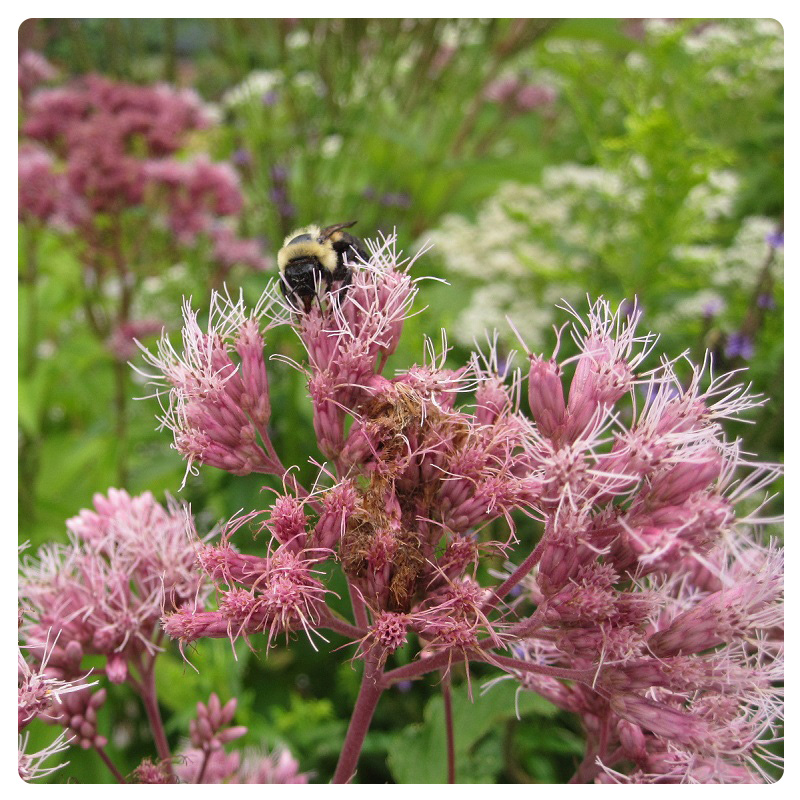 native wildflower attracts pollinators